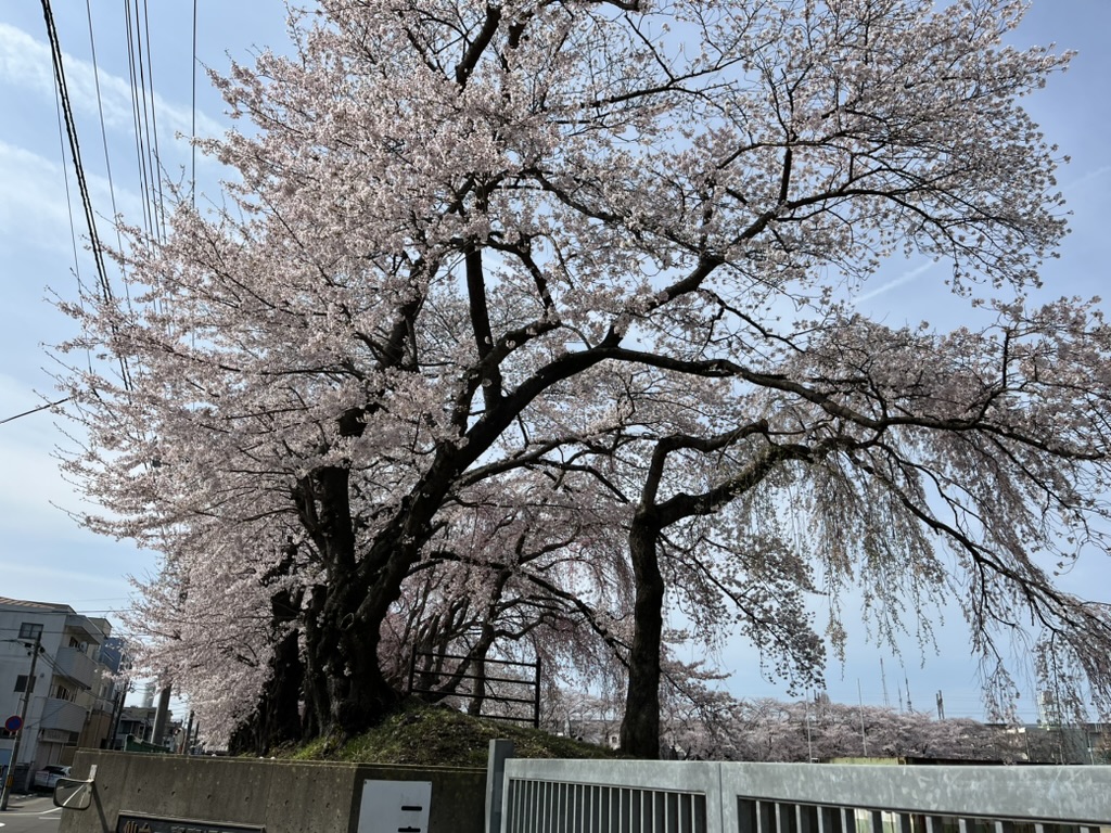 仙台一高の桜